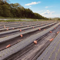 Black Weed Fabric – 4' X 100'