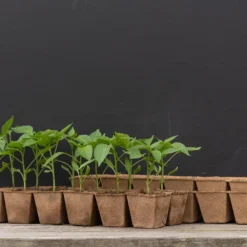 12 Cell Fertil Pots Strip – 64 Count