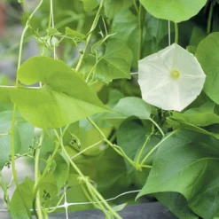 Hortonova FG – 79" X 3,280'